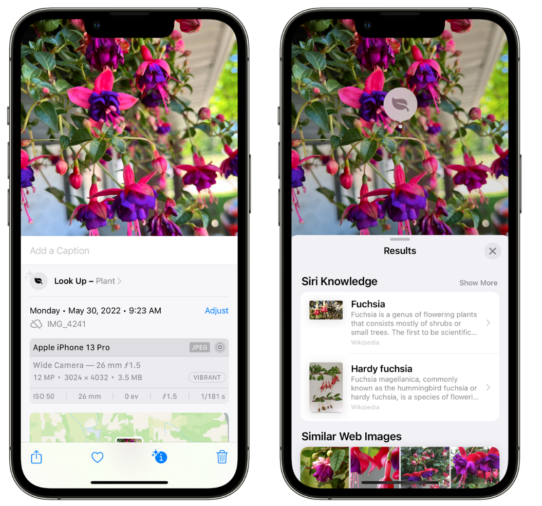 平阳苹果手机维修分享小技巧：使用 iPhone 相机识别花卉植物 